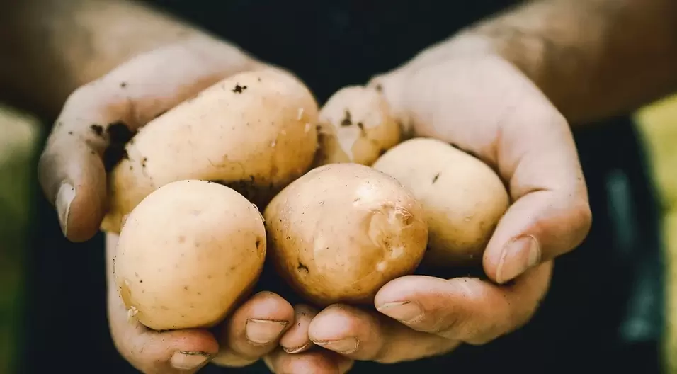 aardappelen voor potentie