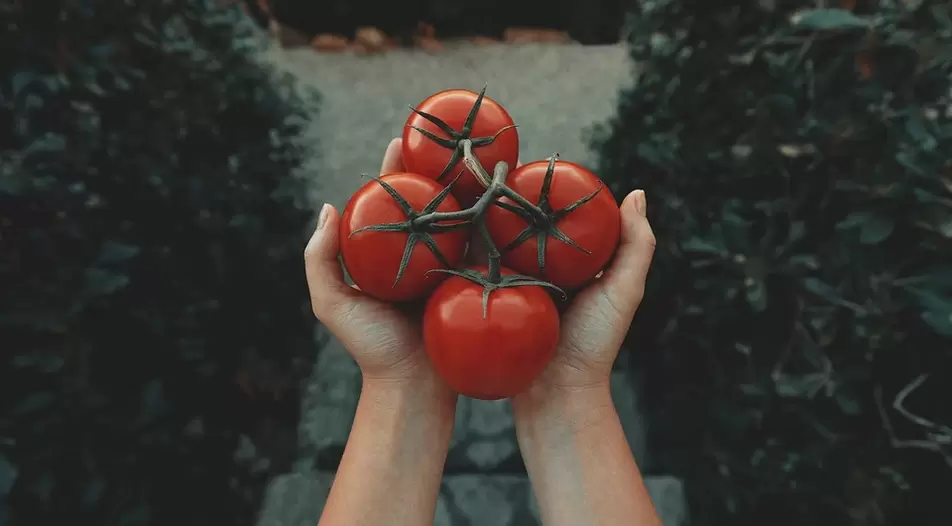 tomaten voor potentie
